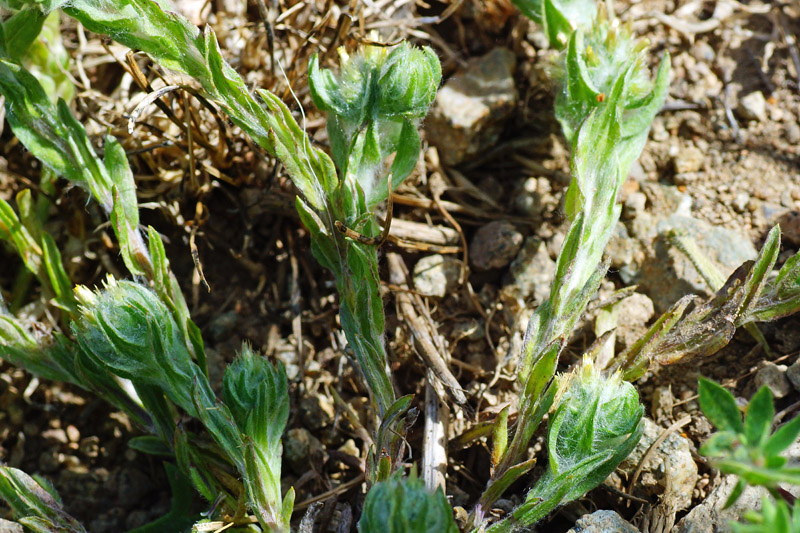 Filago pyramidata / Bambagia spatolata